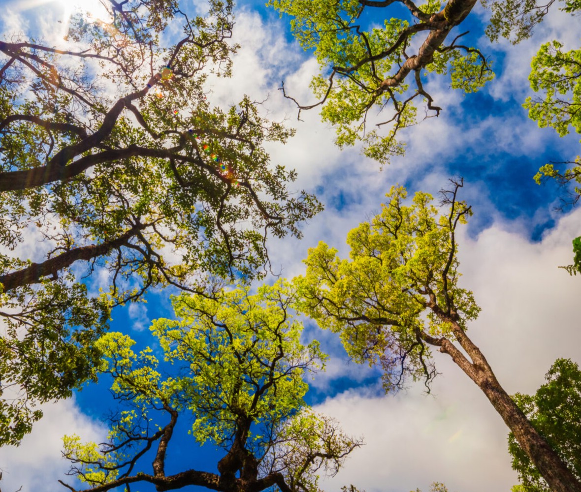 Amazon: The Rain Factory That Moves Billions
