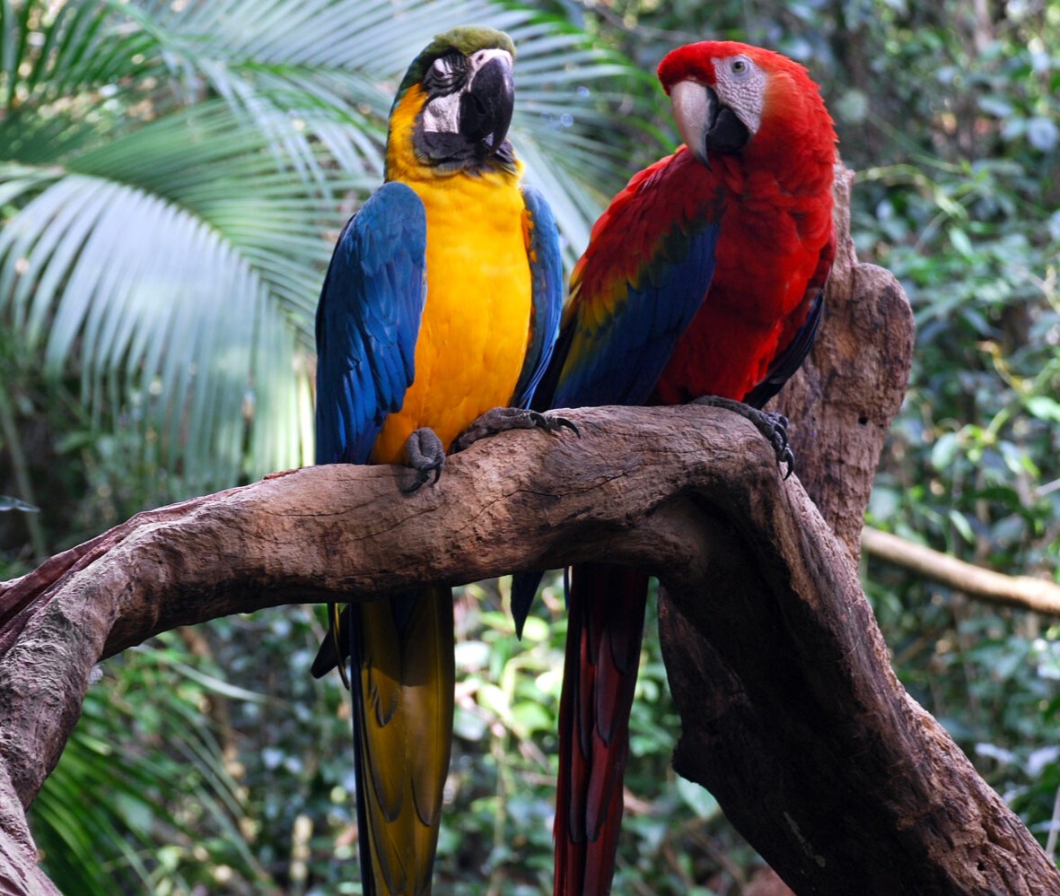 A Powerful Milestone for Biodiversity
