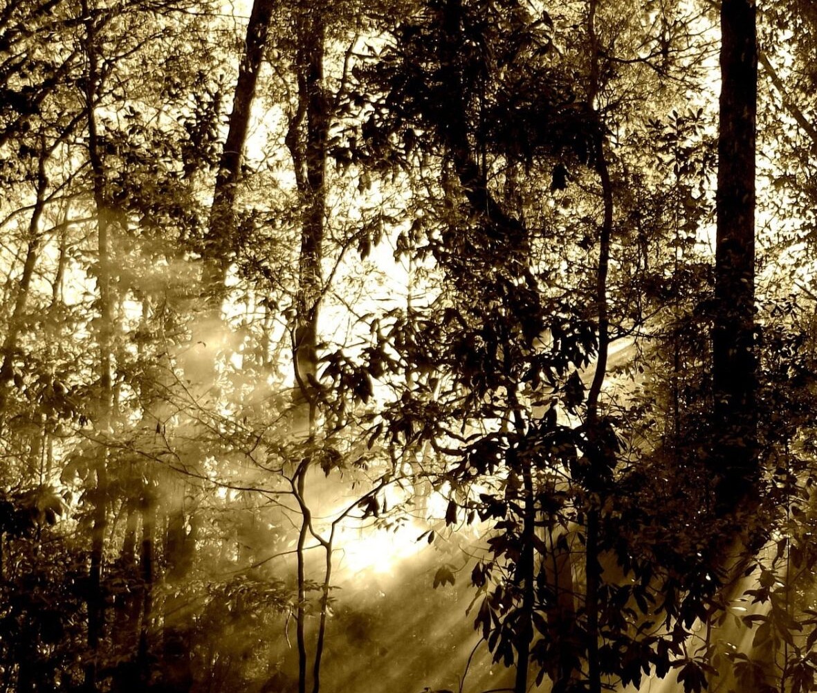 National Atlantic Forest Day – May 27